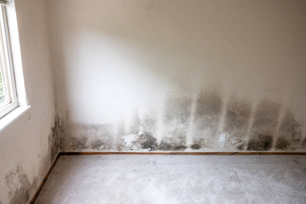 Best Mold Odor Removal Services  in Waikele, HI
